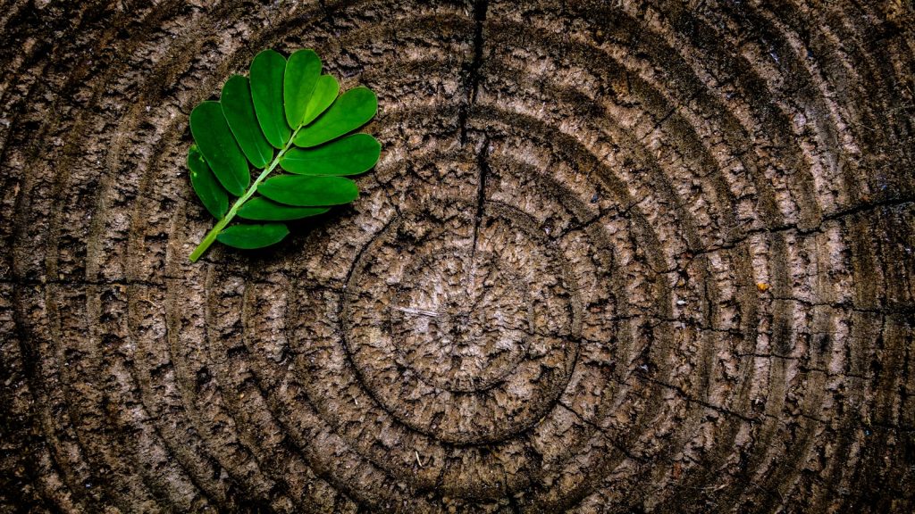 green leaf plant on brown platform